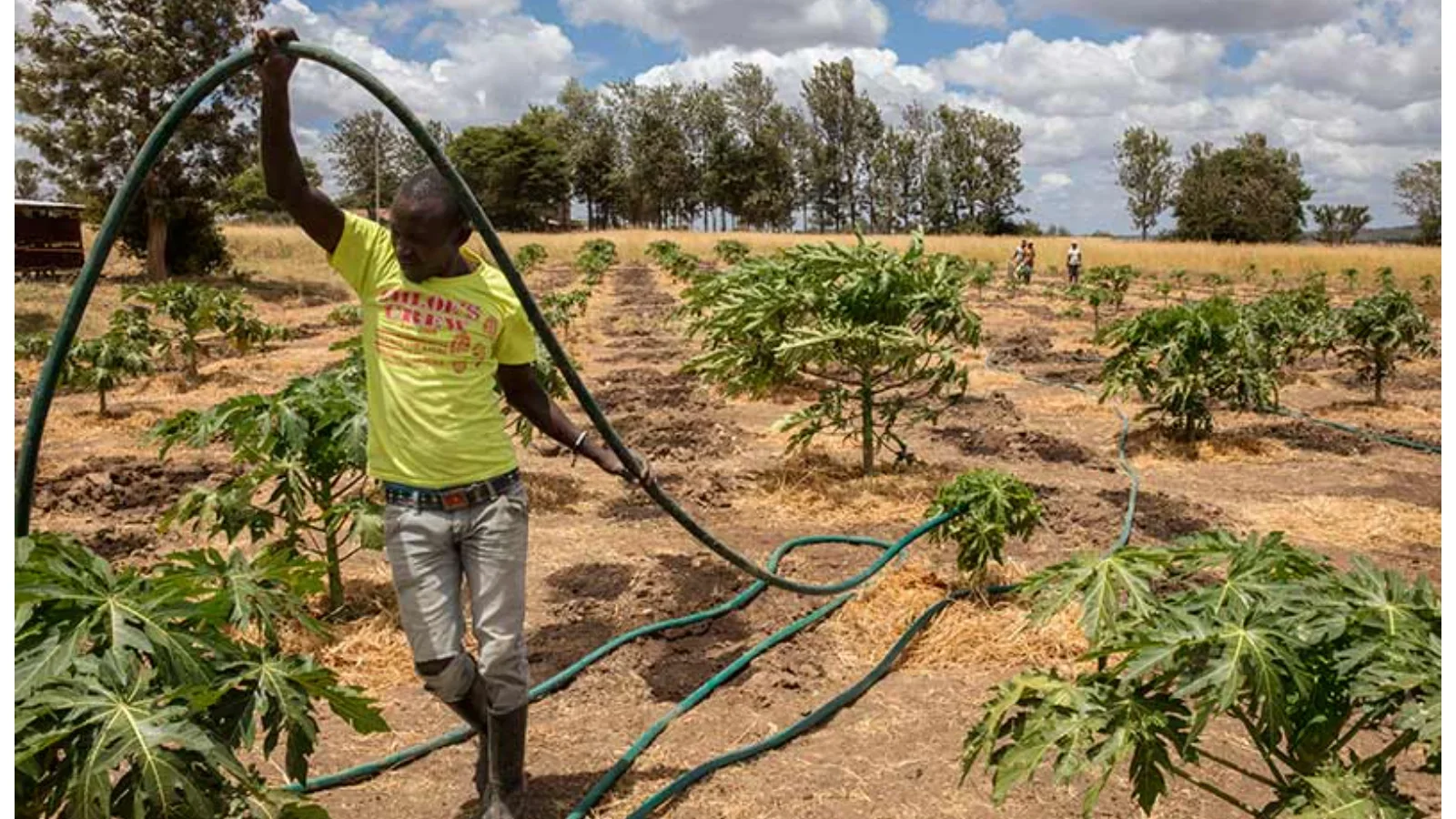 Kenya — L’irrigation solaire, quand l’énergie change l’économie d’une ferme